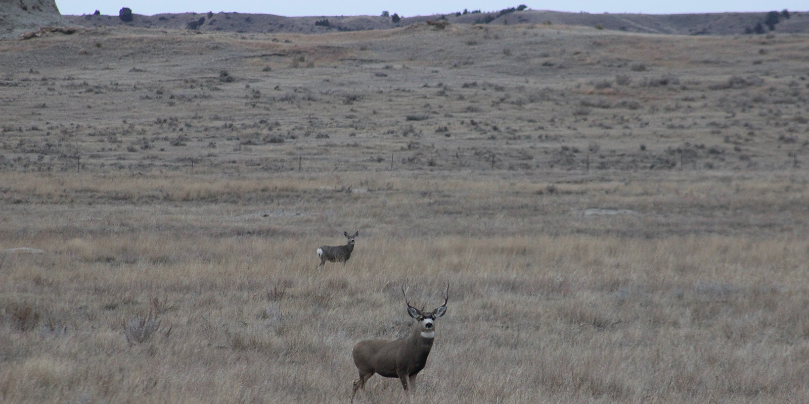 Mule Deer Buck with Doe